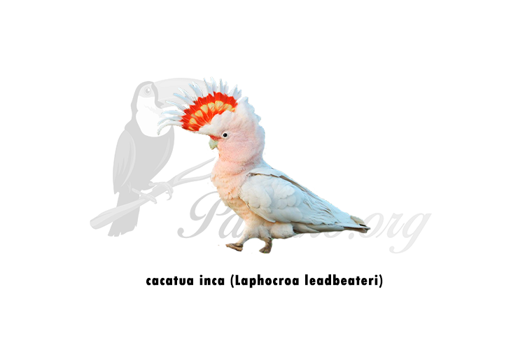 cacatua inca (laphocroa leadbeateri)