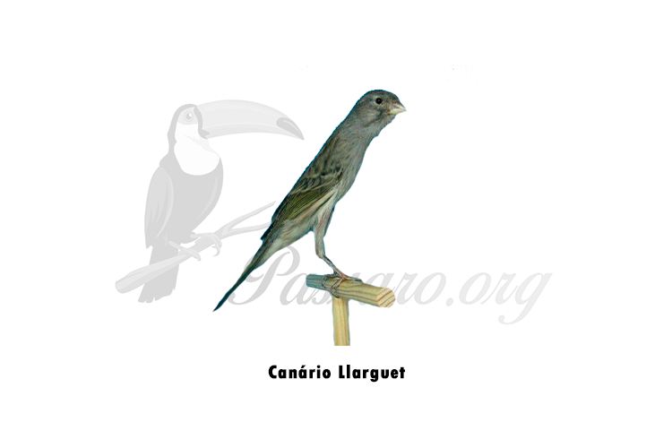 canario Llarguet