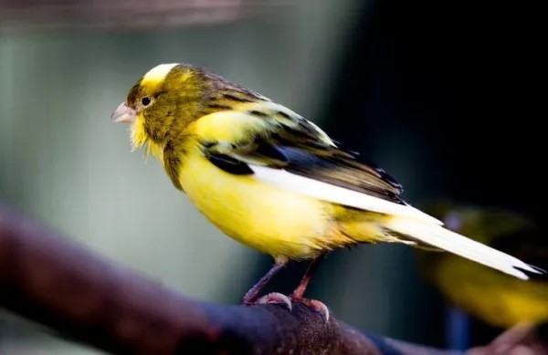 canario americano