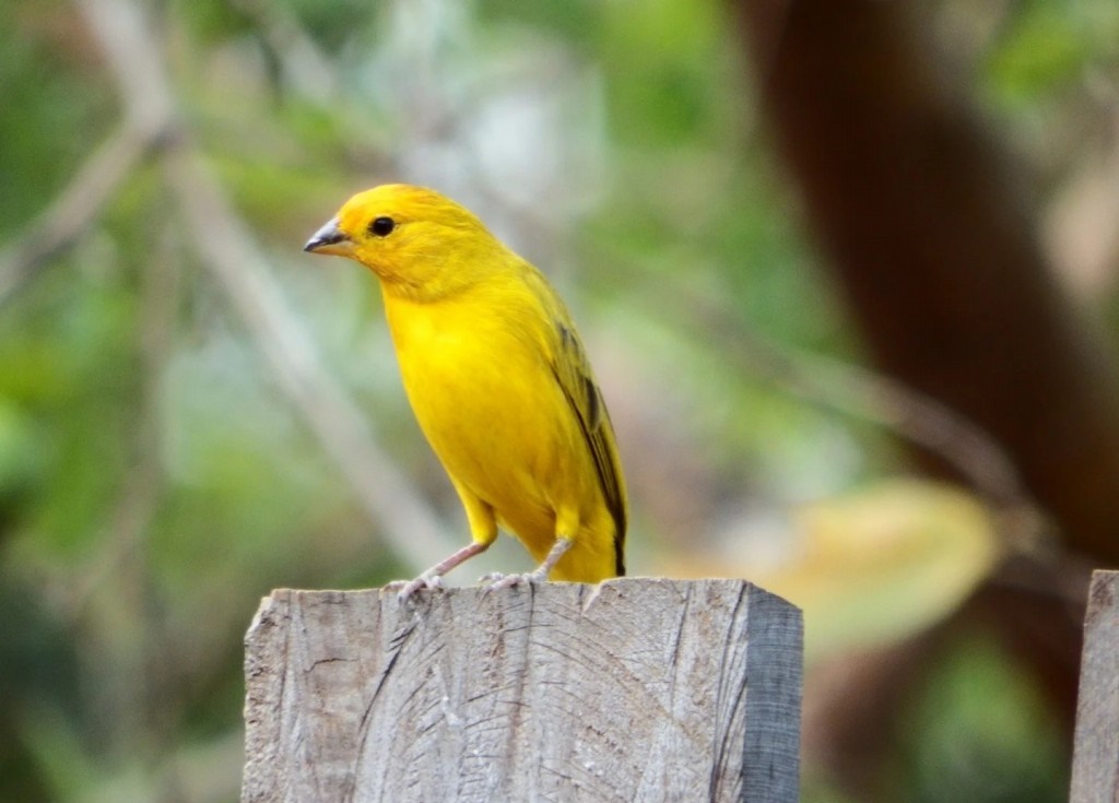 canario belga amarelo