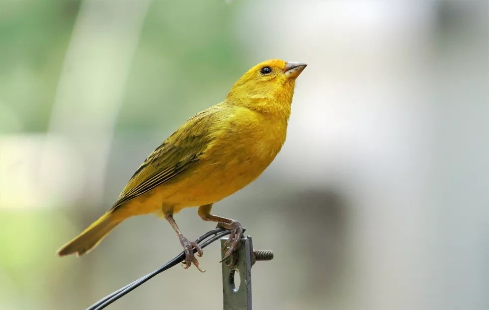 canario belga amarelo