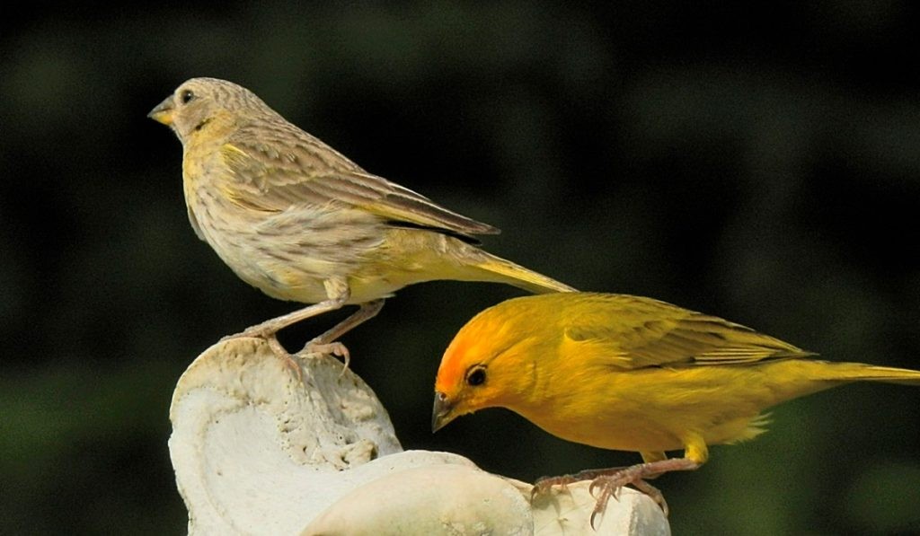 canario belga amarelo 