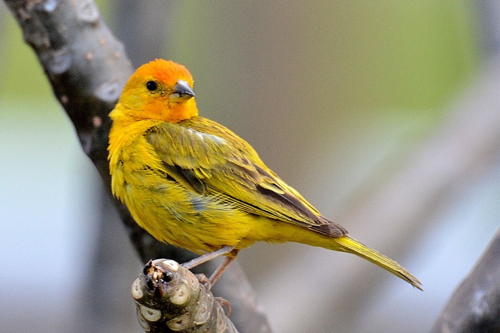 canario belga amarelo 