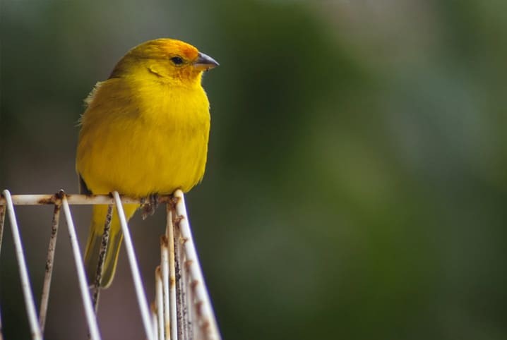 canario belga amarelo 