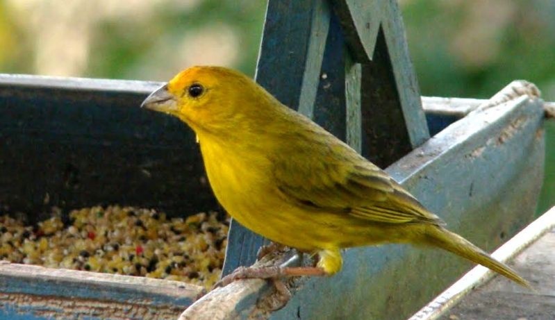 canario belga amarelo