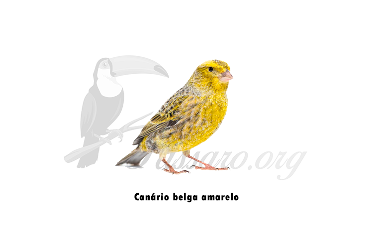 canario belga amarelo