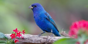 canario belga azul