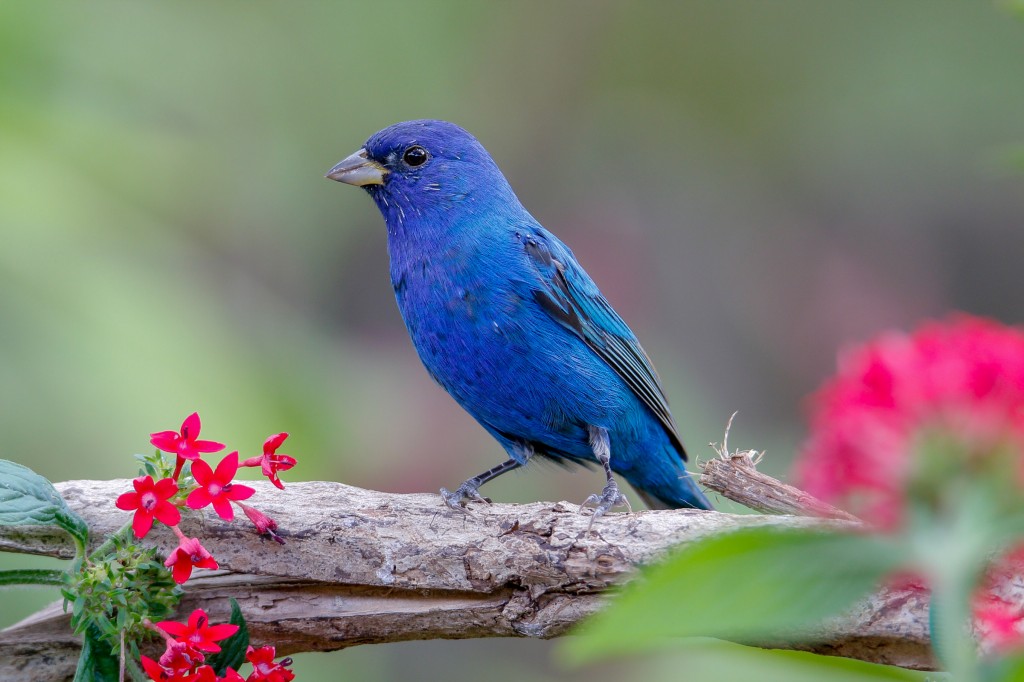 canario belga azul