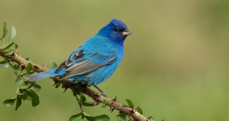 canario belga azul