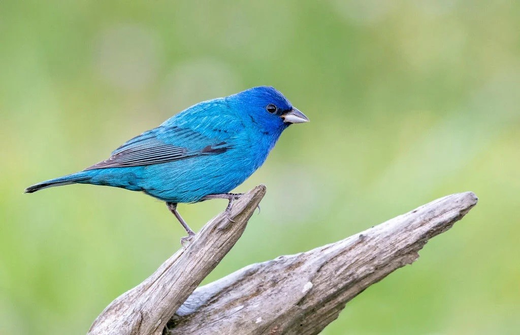 canario belga azul