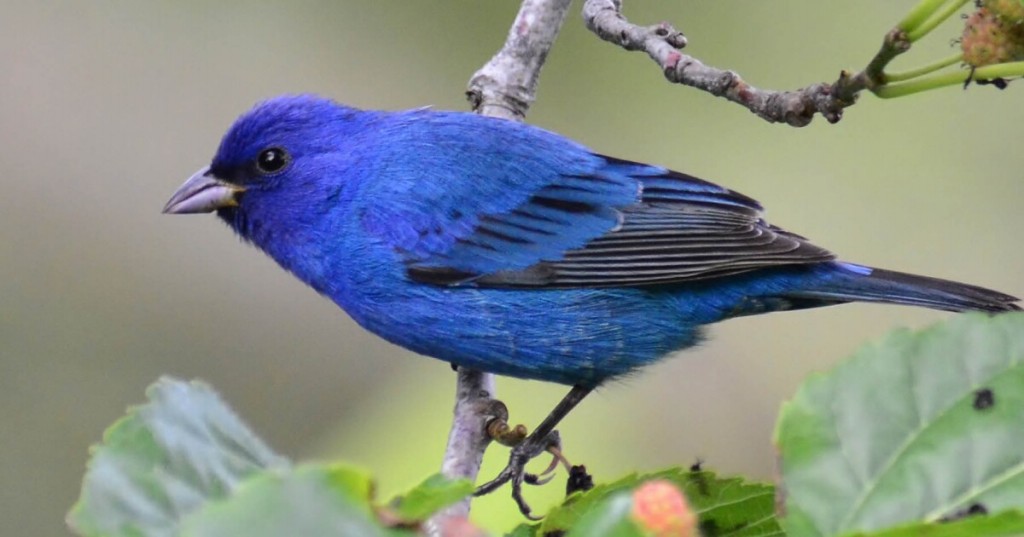 canario belga azul