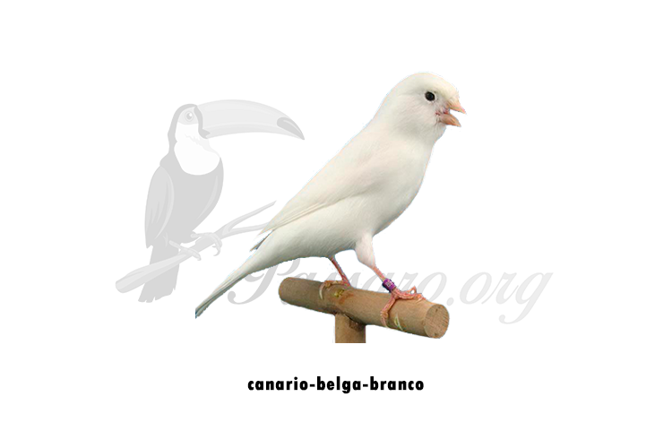 canario-belga-branco