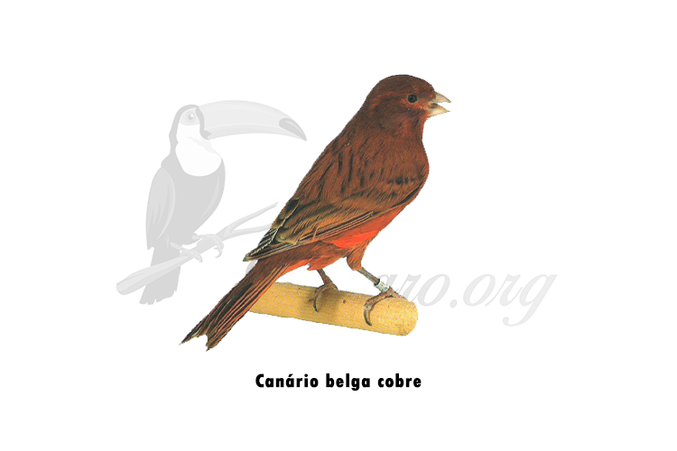 canario belga cobre