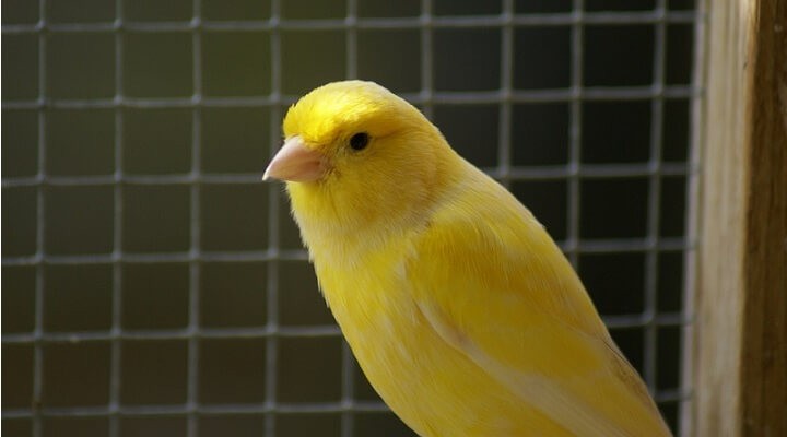  canario belga harz roller