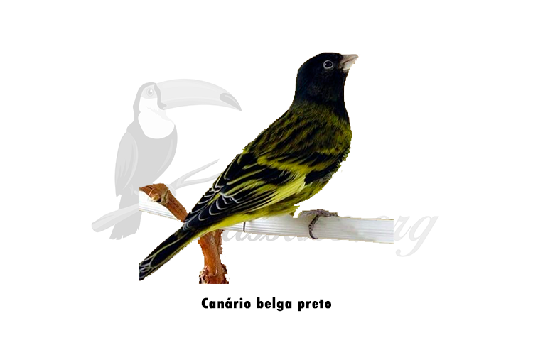 canario belga preto