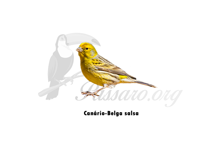 canario belga salsa