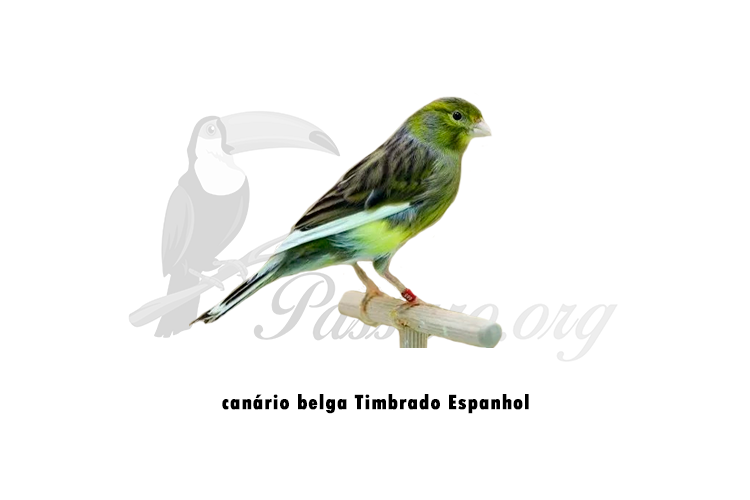 canario belga timbrado espanhol