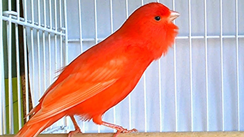 canario belga vermelho