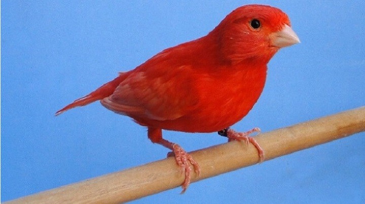 canario belga vermelho