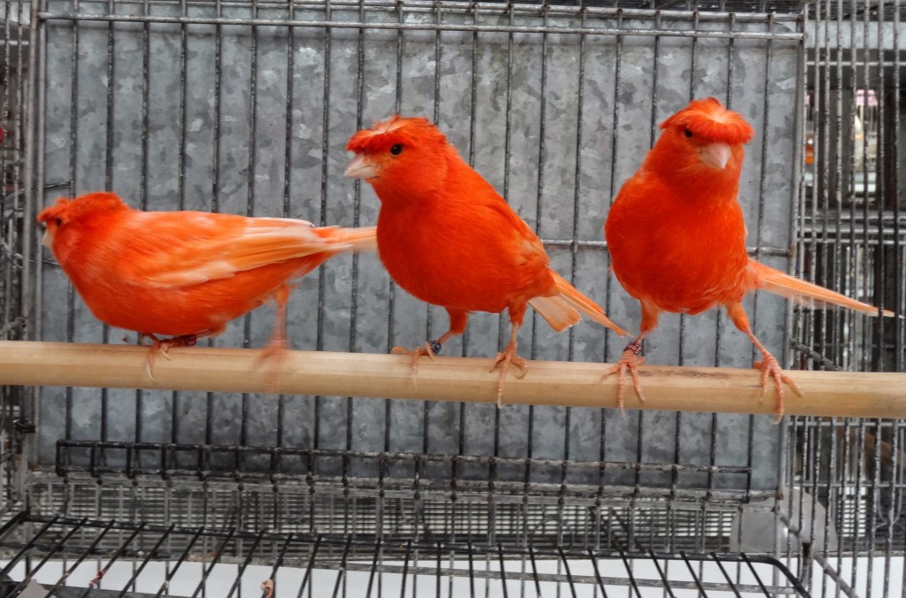 canario belga vermelho