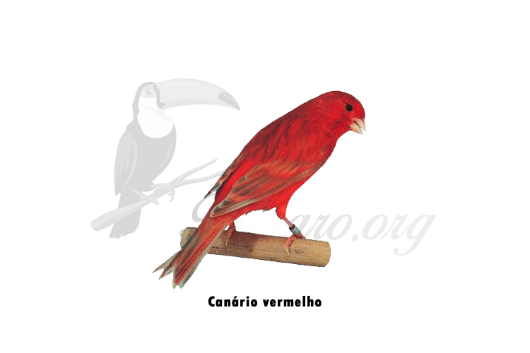 canario belga vermelho