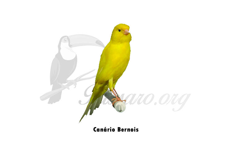 canario bernois