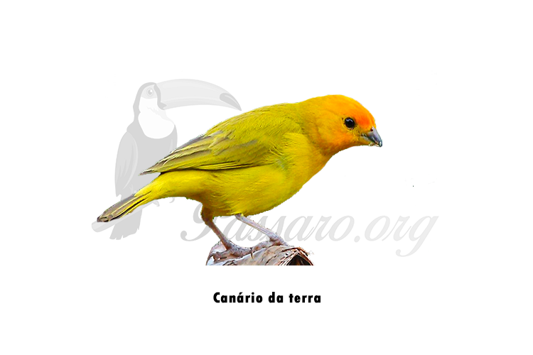 canario da terra 