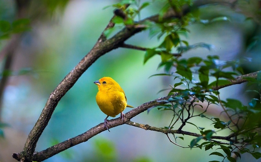 canario da terra 