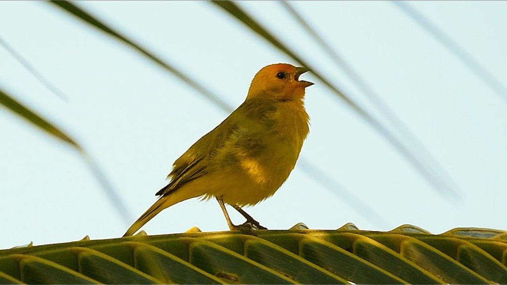 canario da terra 