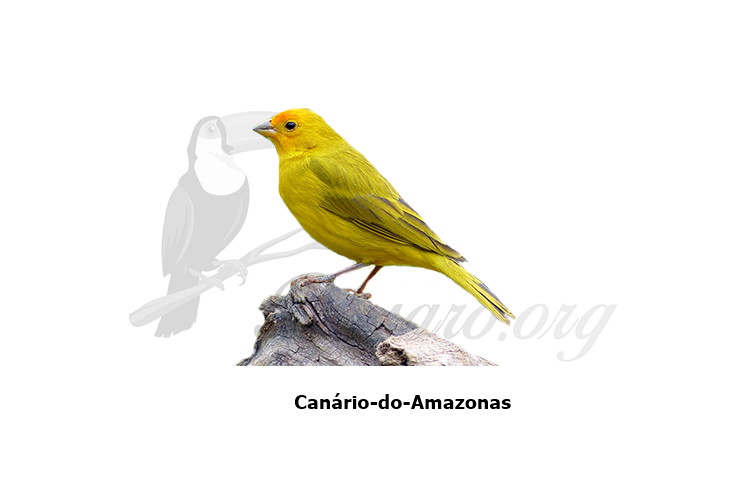 canario-do-amazonas