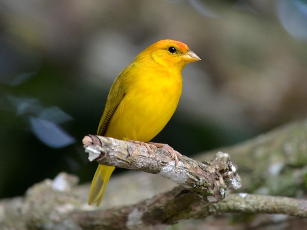 canario-do-amazonas macho