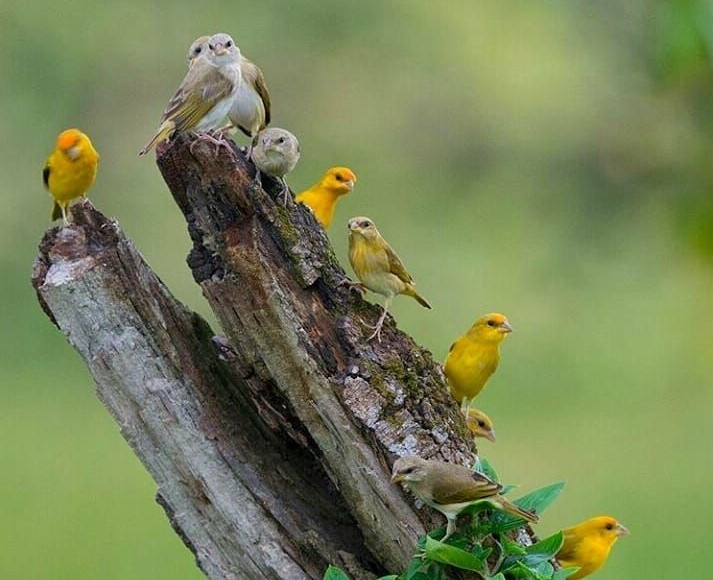 canario-do-amazonas