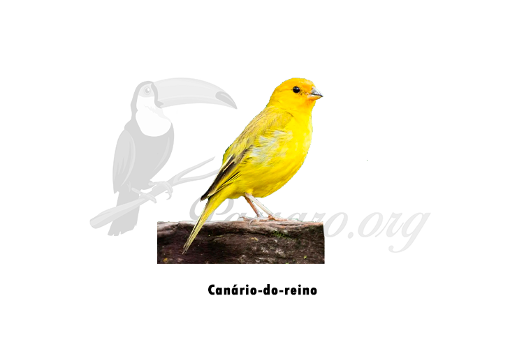 canario do reino