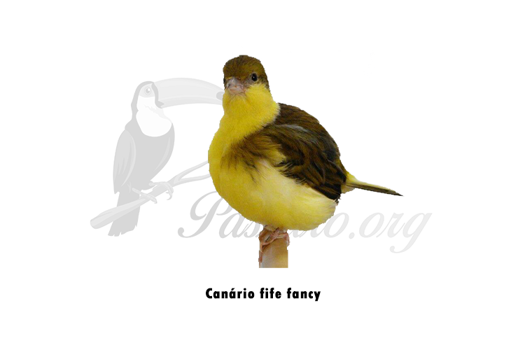 canario fife fancy