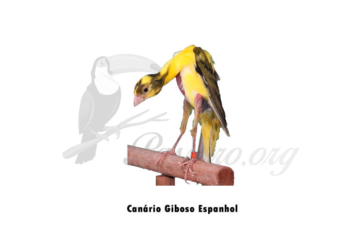 canario giboso espanhol