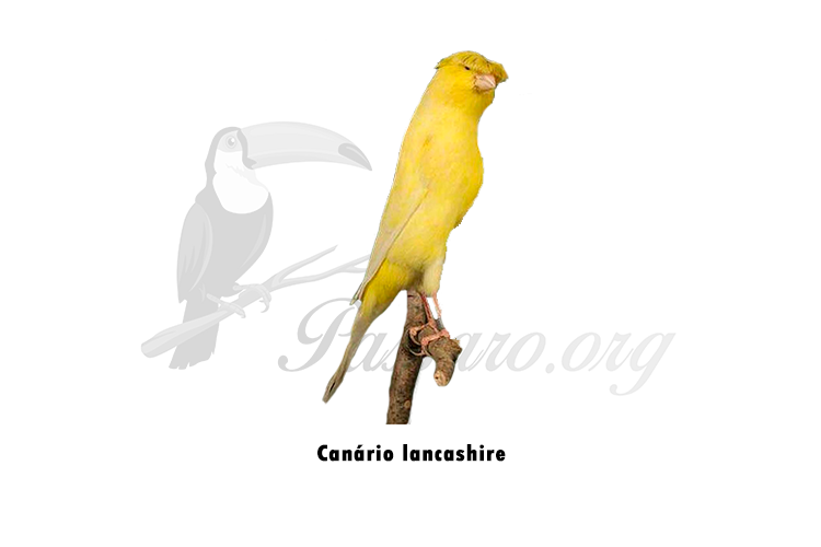 canario lancashire