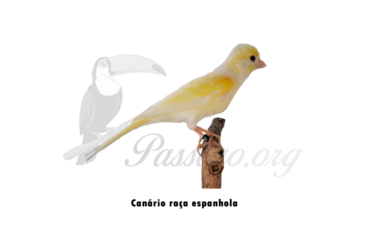 canario raca espanhola