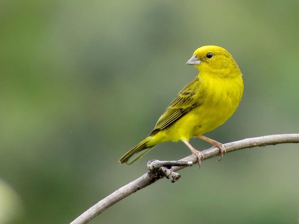 canario-rasteiro