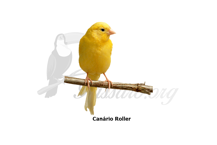 canario roller