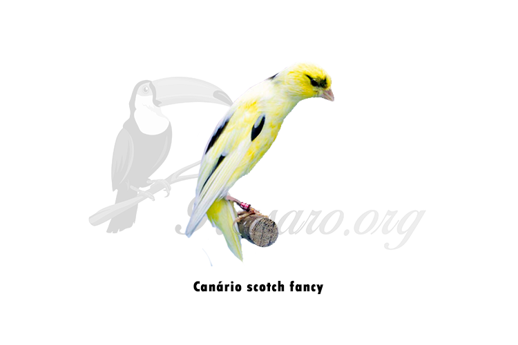 canario scotch fancy