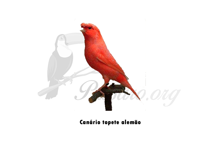 canario topete alemao