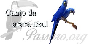 canto da arara azul