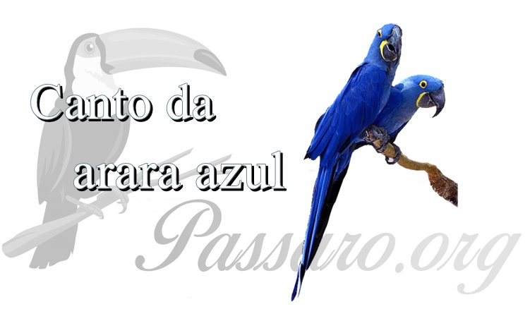 canto da arara azul