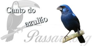 canto do azulao