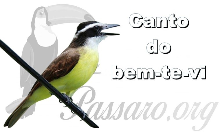 canto do bem-te-vi