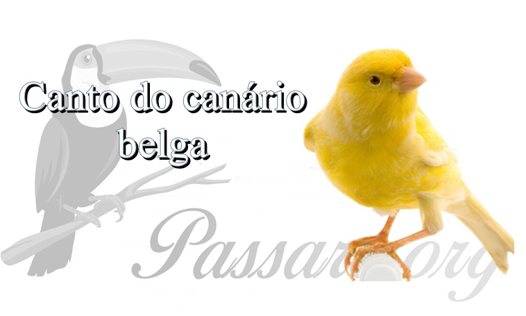 canto do canario belga