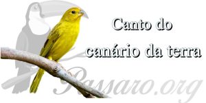 canto do canario da terra