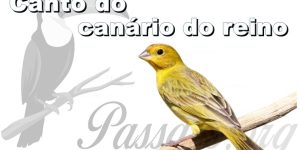 canto do canario do reino