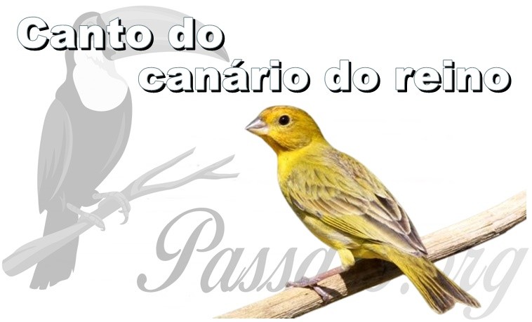 canto do canario do reino