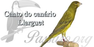 canto do canario llarguet